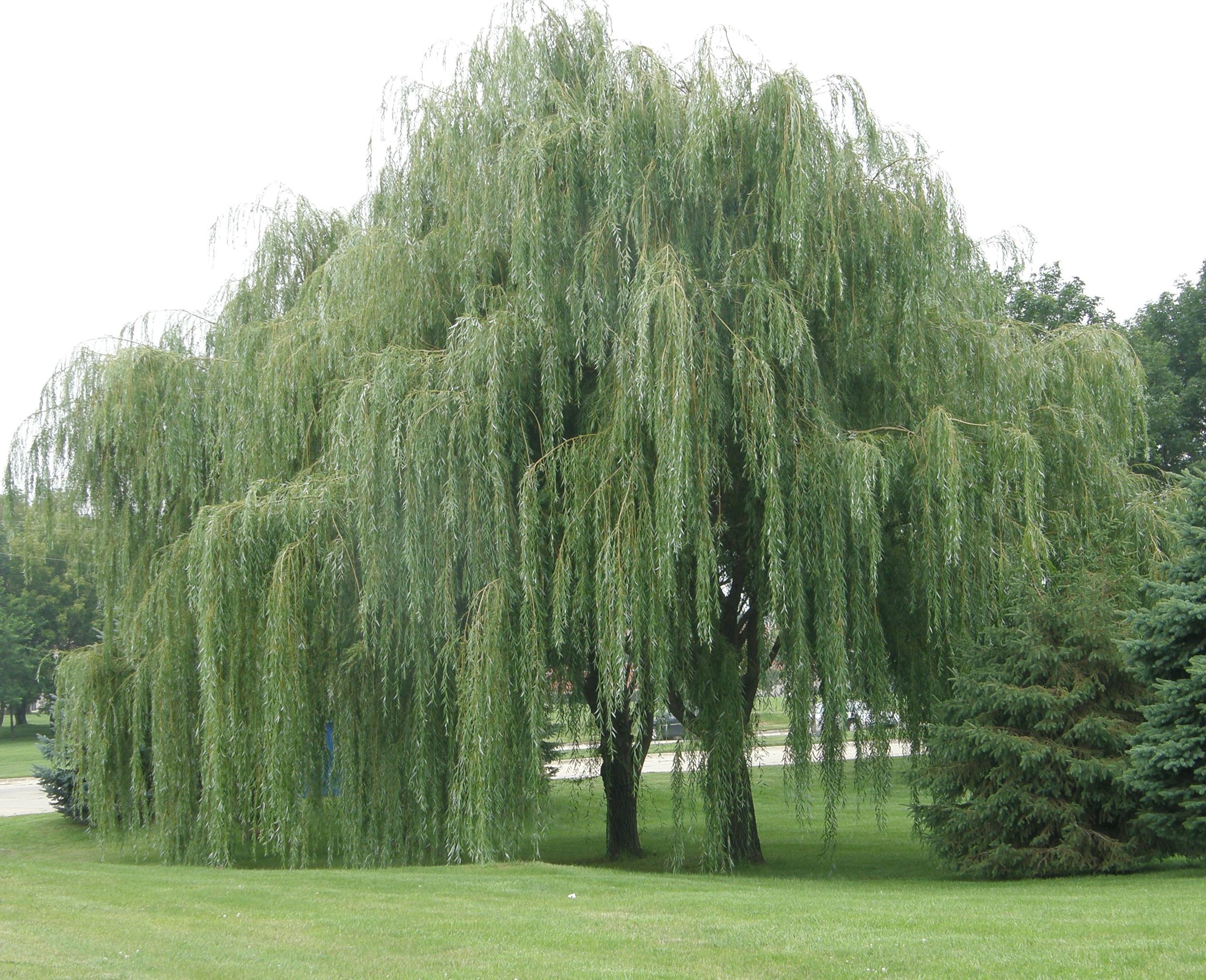 english willow tree